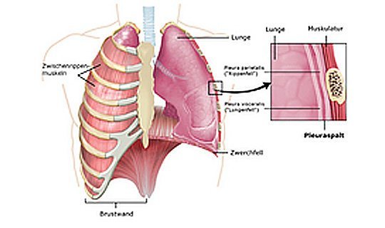 Anatomie des Brustkorbs