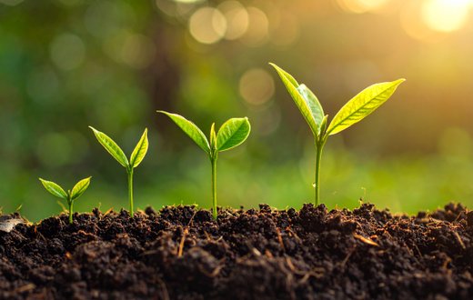 Mehrere aufkeimende Pflanzen in der Erde stehen für die Bewahrung der göttlichen Schöpfung