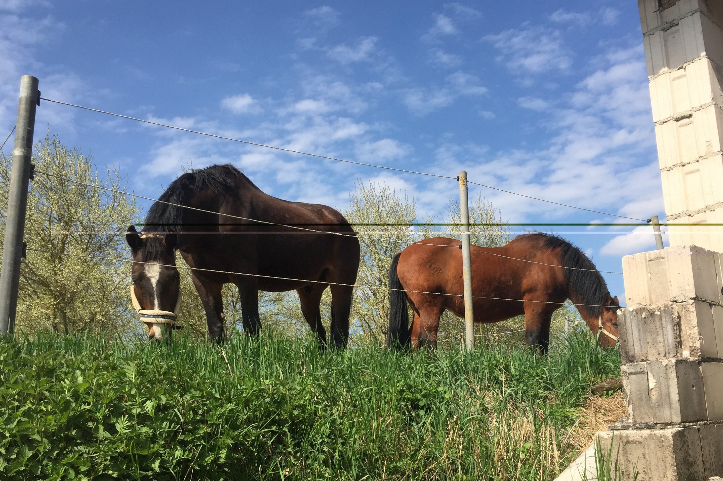 Besuch bei den Pferdefreunden Etlaswind