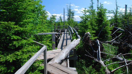 Lotharpfad Nationalpark