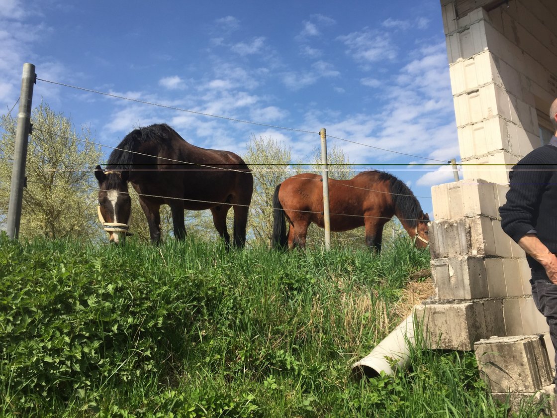 Besuch bei den Pferdefreunden Etlaswind