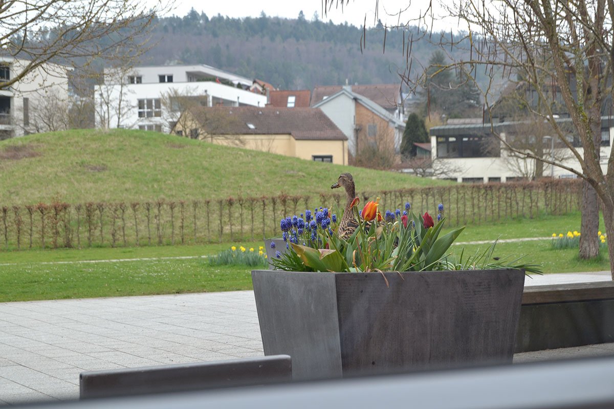 Ente im Blumenkübel