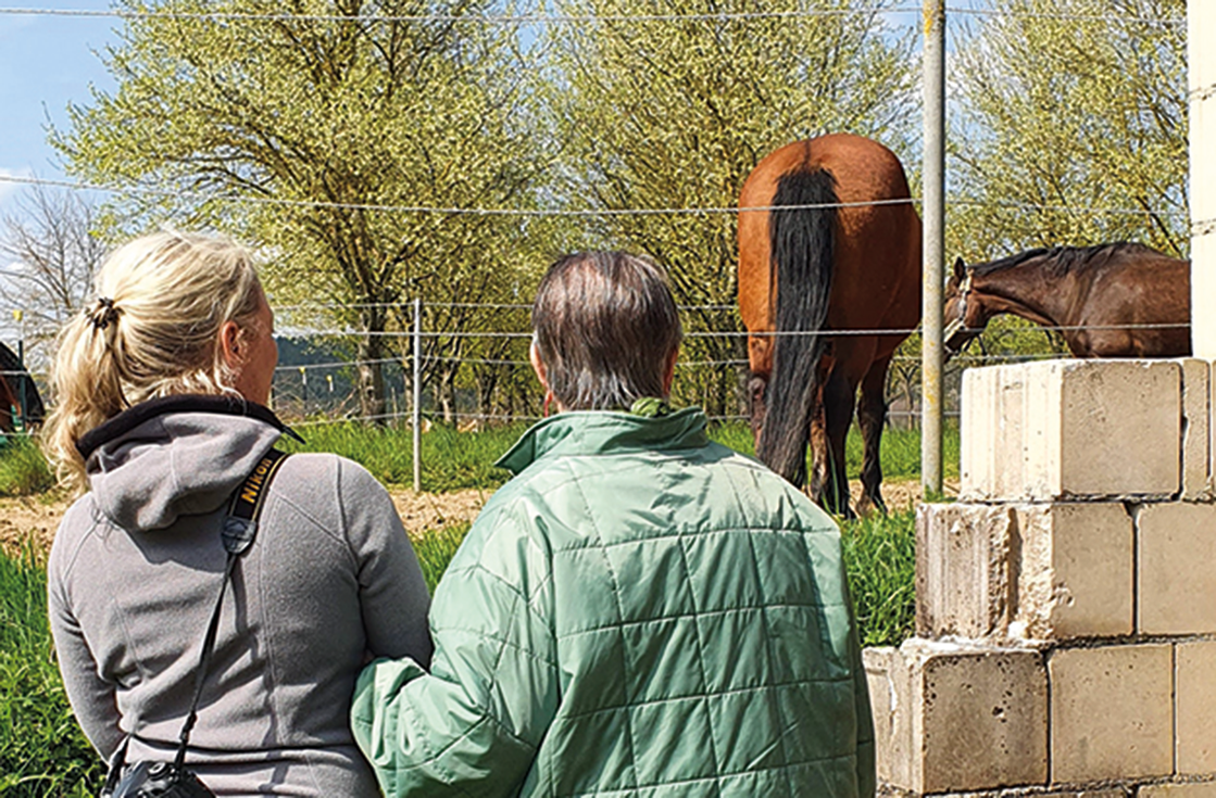 Zwei Personen betrachten Pferde auf einer Weide im Seniorenzentrum Eckental.