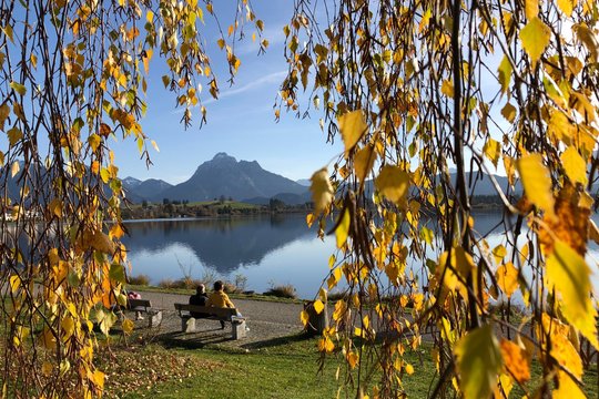 Blick durch einen Bergsee durch die Blätter eines Baumes.