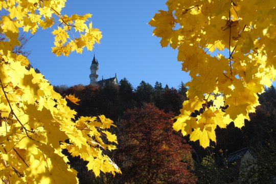 Blick auf das Schloss Neuschwanstein durch Herbstlaub.