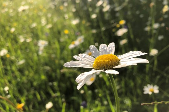 Ein Gänseblümchen auf einer Wiese.