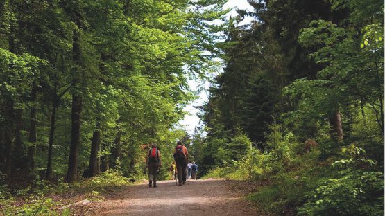 Teuchel-Wald aktiv Wanderung