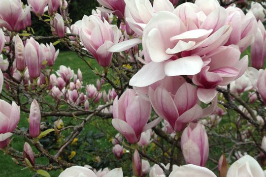 Nahaufnahme von rosa Magnolienblüten auf einem Baum im Frühling.