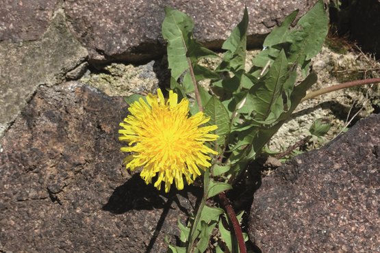 Ein Löwenzahn auf Asphalt.