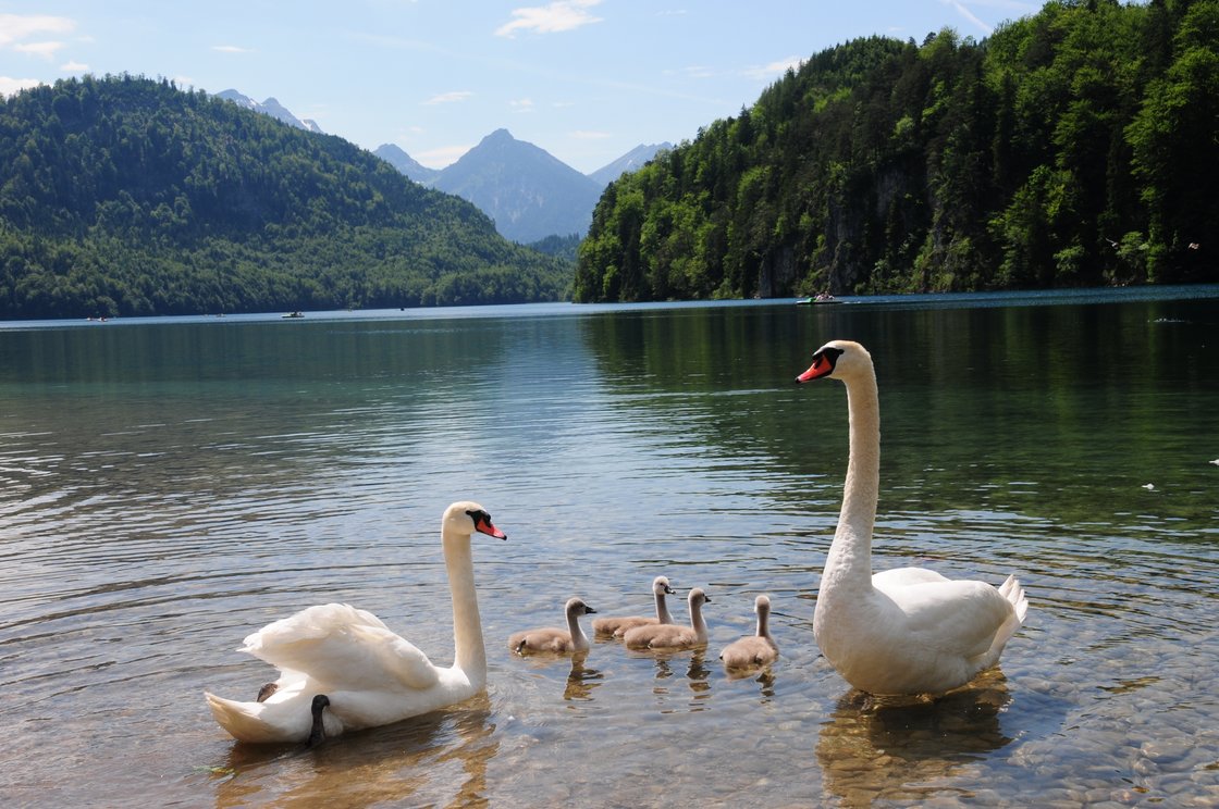 Schwäne auf dem Alpsee