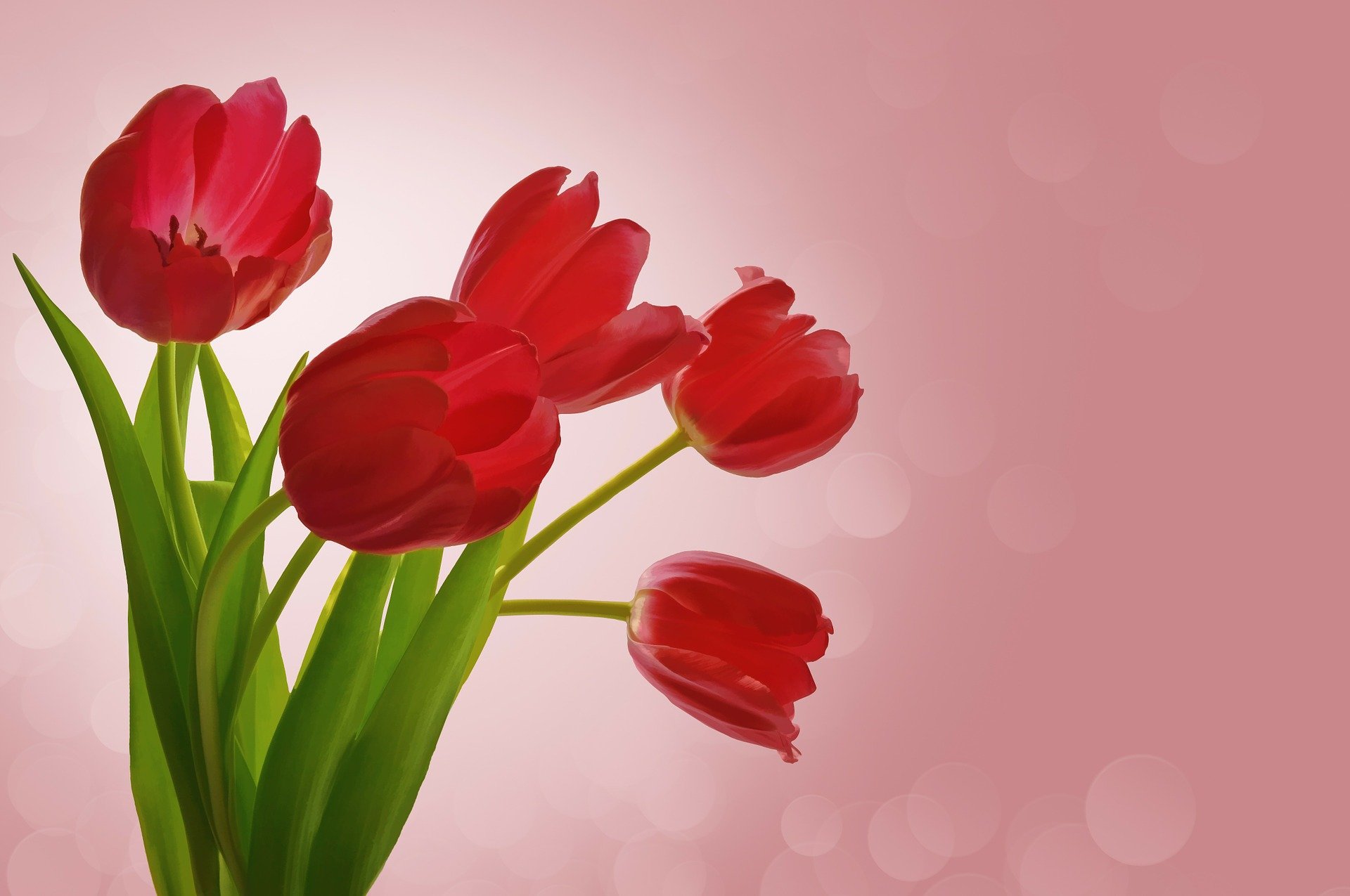 Rote Tulpen vor unscharfem, rosa Hintergrund, symbolisiert Gastfreundschaft und Wärme.